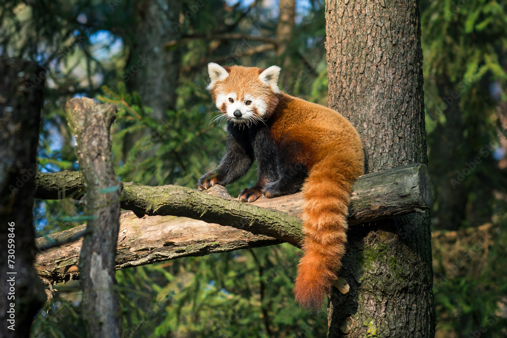 Red panda Stock Photo | Adobe Stock