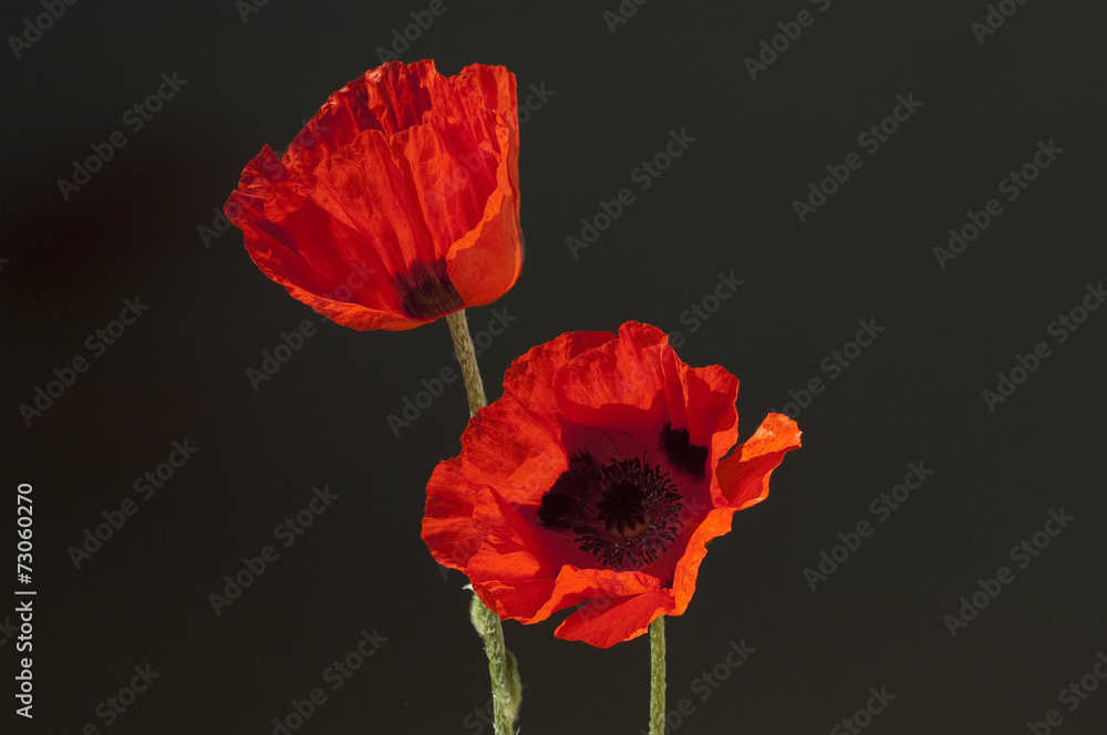 Tuerkischer, Mohn, Papaver, orientale, Tuerkischer, Mohn, Papaver, orientale,
