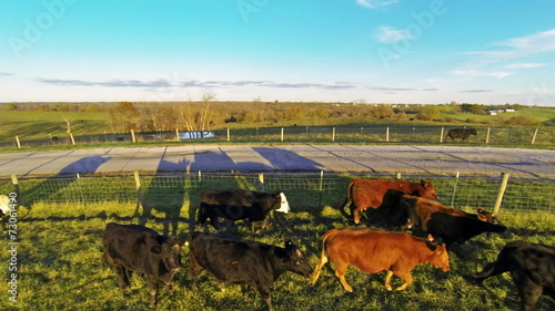 Cows on a farm photo