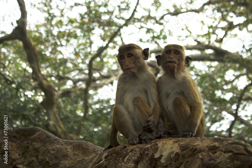 two monkeys © olsima