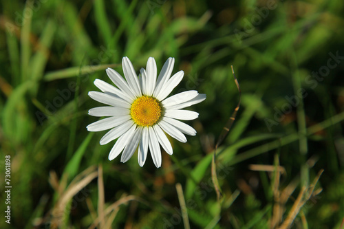 Fototapeta Naklejka Na Ścianę i Meble -  margarita