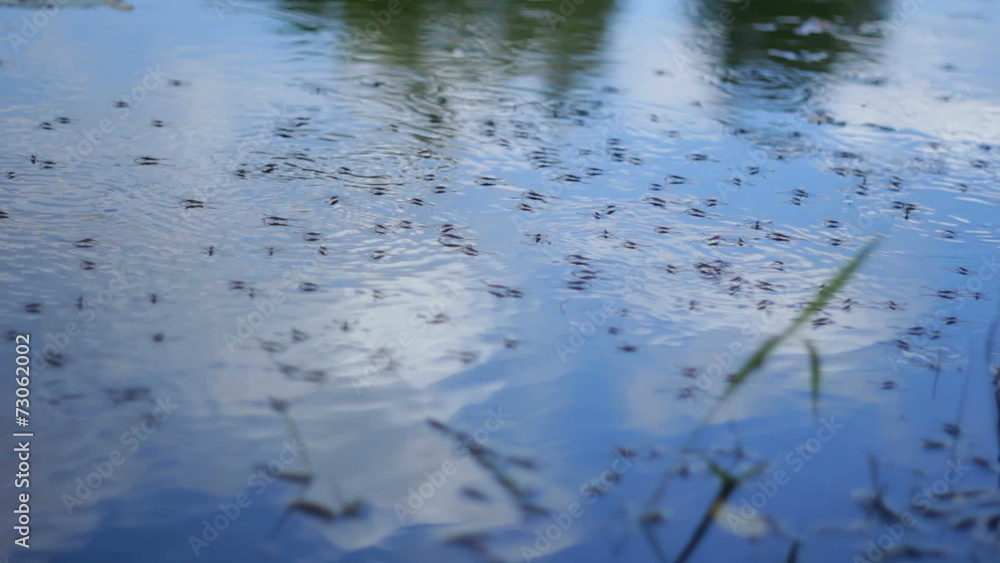 water strider water strider