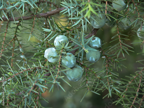 bacche di ginepro (Juniperus communis)