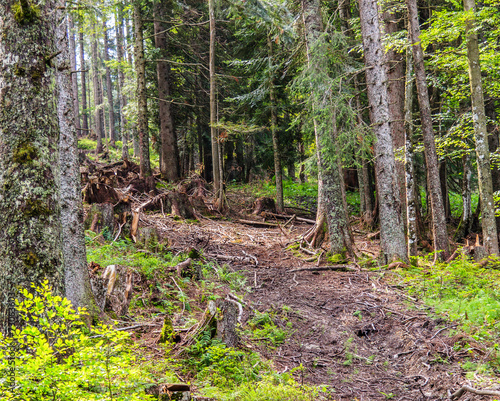 Berge Alpen Bayern wald