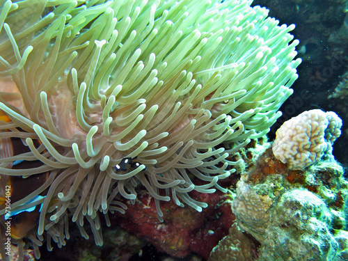 Anemonenfisch an Prachtanemone © etfoto