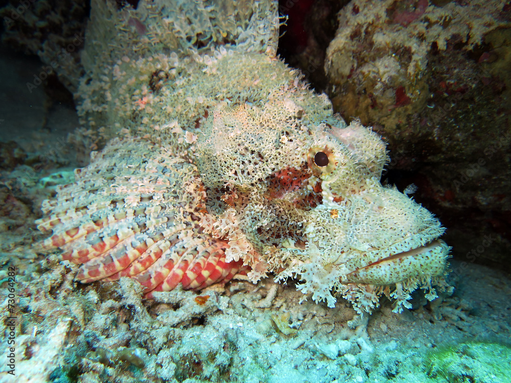 Naklejka premium bärtiger Drachenkopf, Safaga, Ägypten