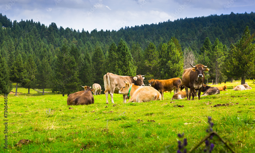 Obraz premium Few cows in meadow
