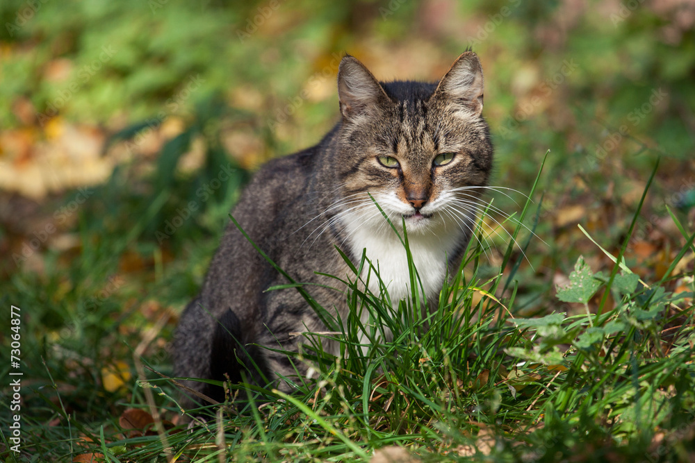 Grey cat