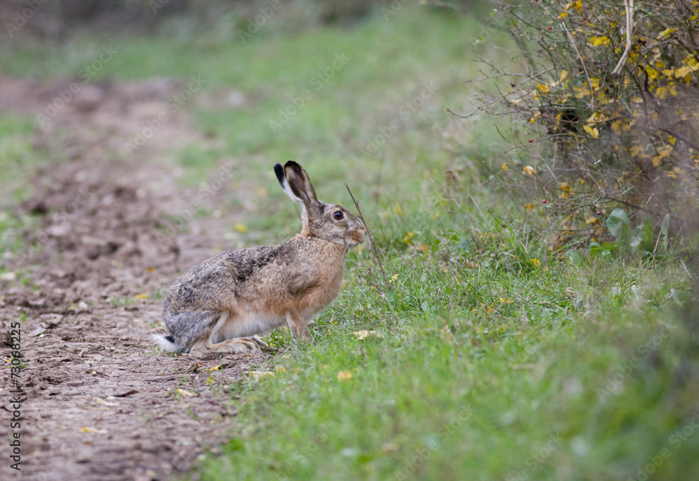 Fototapeta premium Rabbit in forest