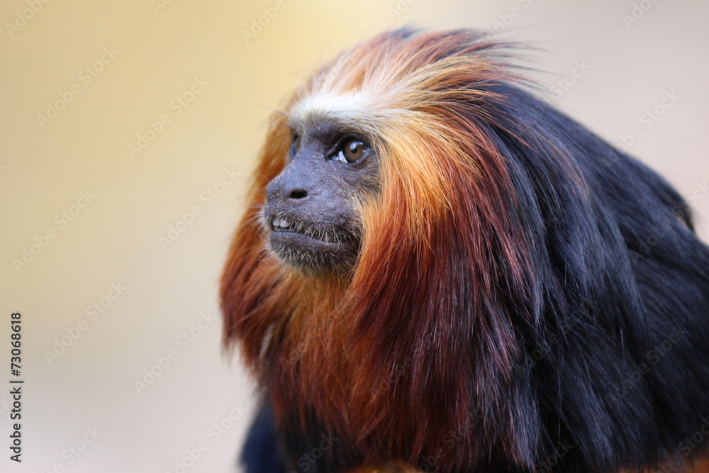 Fototapeta premium Tamarin Lion à Tête Dorée