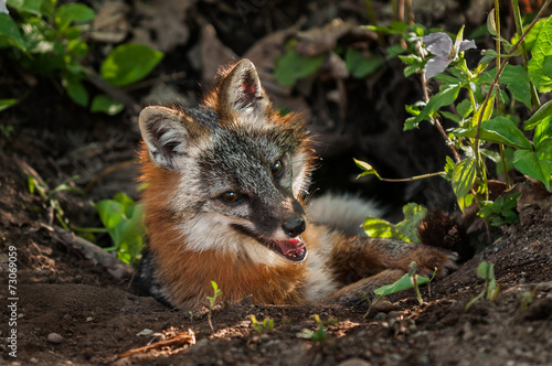 Fotografie Grey Fox Vixen (Urocyon cinereoargenteus) Hangs out in Den Entra