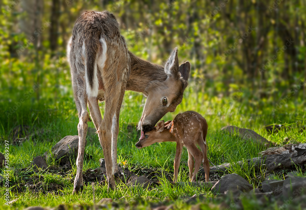 White-Tailed Deer (Odocoileus virginianus) Licks Her Fawn