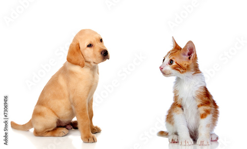 Nice puppy and kitten together
