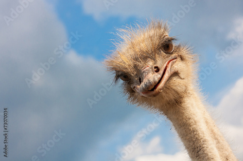 Vászonkép Ostrich head closeup outdoors