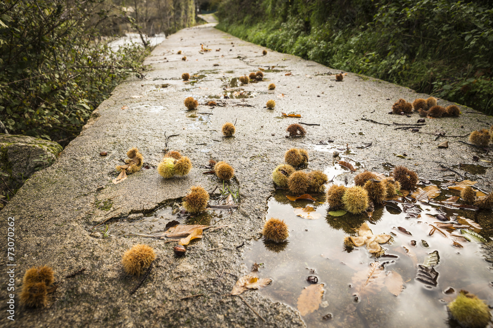Fallen chestnuts hedgehogs on the way