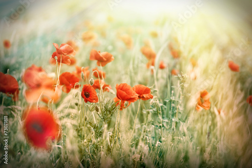 Fototapeta Naklejka Na Ścianę i Meble -  Poppy flowers