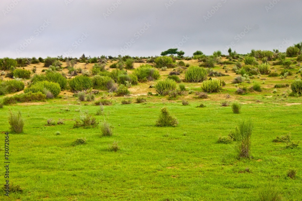 Semiarid area of Thar desert Semiarid area of Thar desert