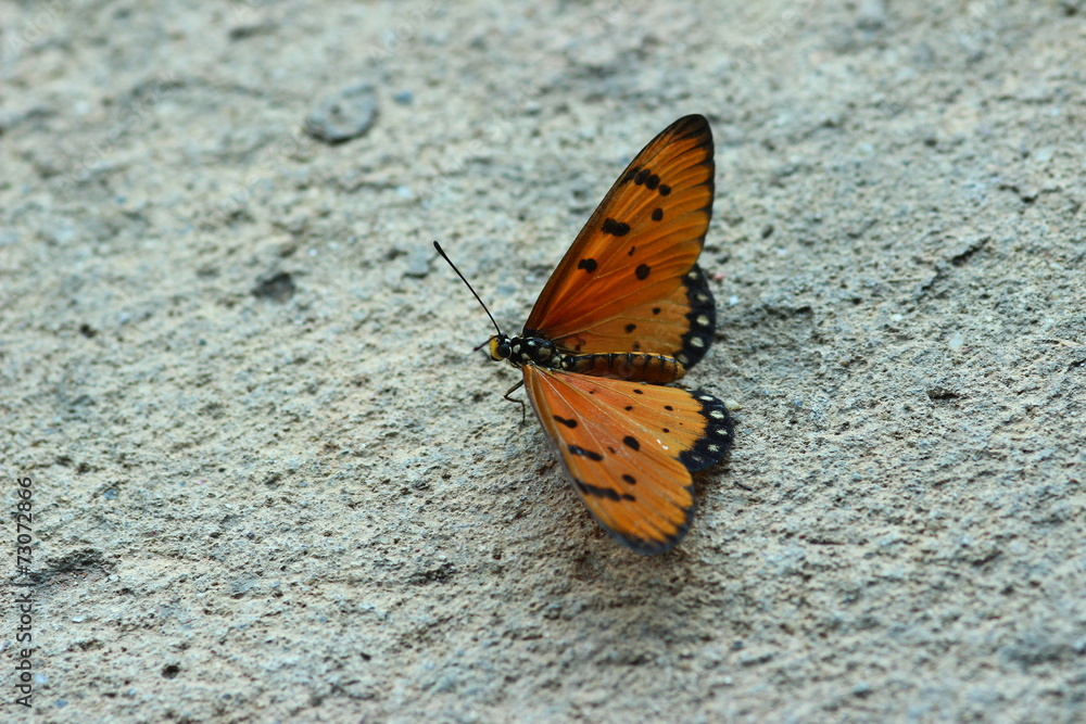 Obraz premium Butterfly