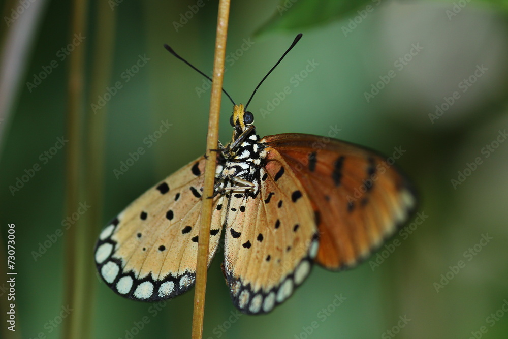 Obraz premium Butterfly