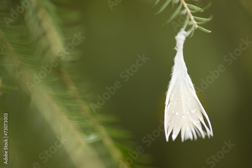 Bird feather hanging from a twig