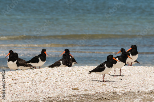 pied oystercatchers on beach in New Zealand