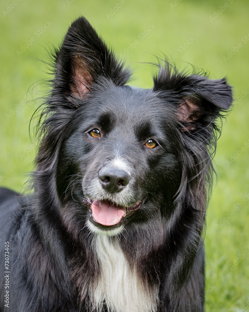 Border Collie Border Collie