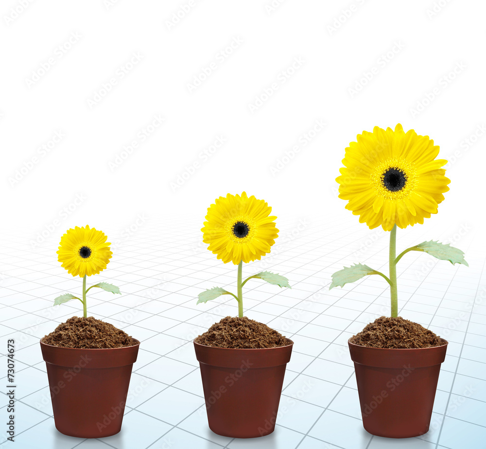 Obraz premium fresh beautiful sunflowers in pot