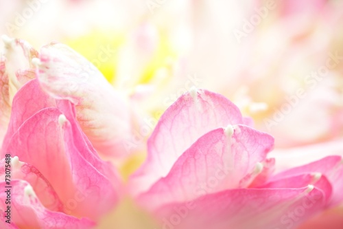Lotus petals © paladin1212