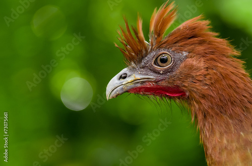 chachalaca ortalis erythroptera bird from Ecuador photo