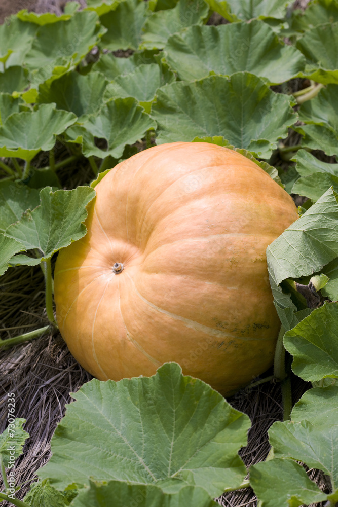 Obraz premium カボチャ畑