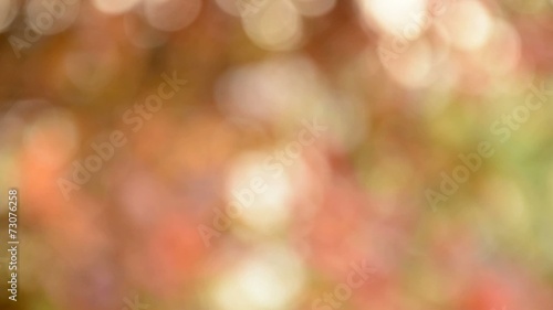 Defocused abstract nature background with bokeh. HD