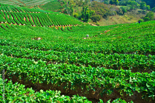 Strawberries farm in Chiangmai province of Thailand