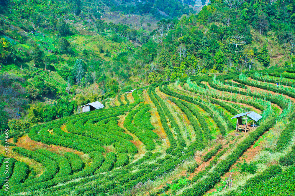 Tea plantation in the north of Thailand