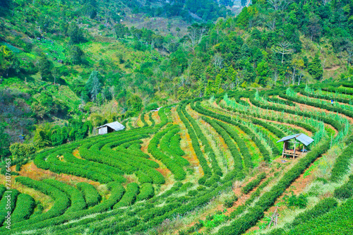 Tea plantation in the north of Thailand
