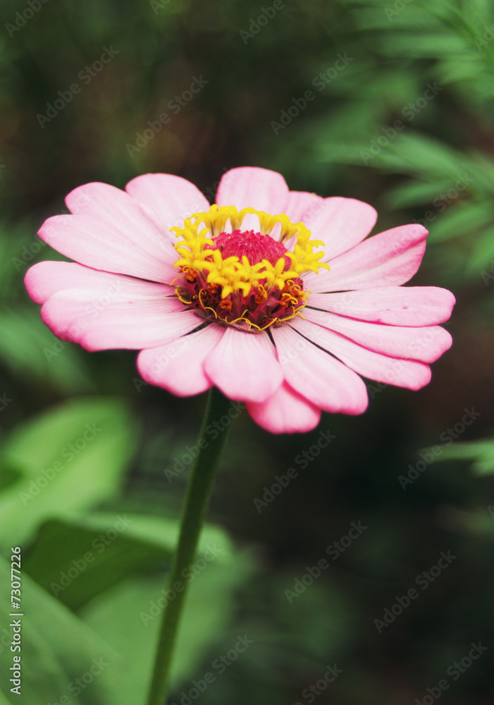 Obraz premium Marigold flower pink