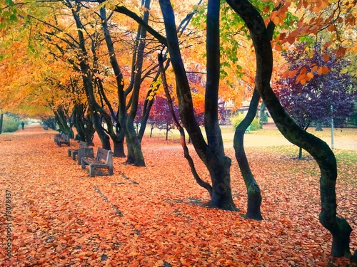 Autumn and park path