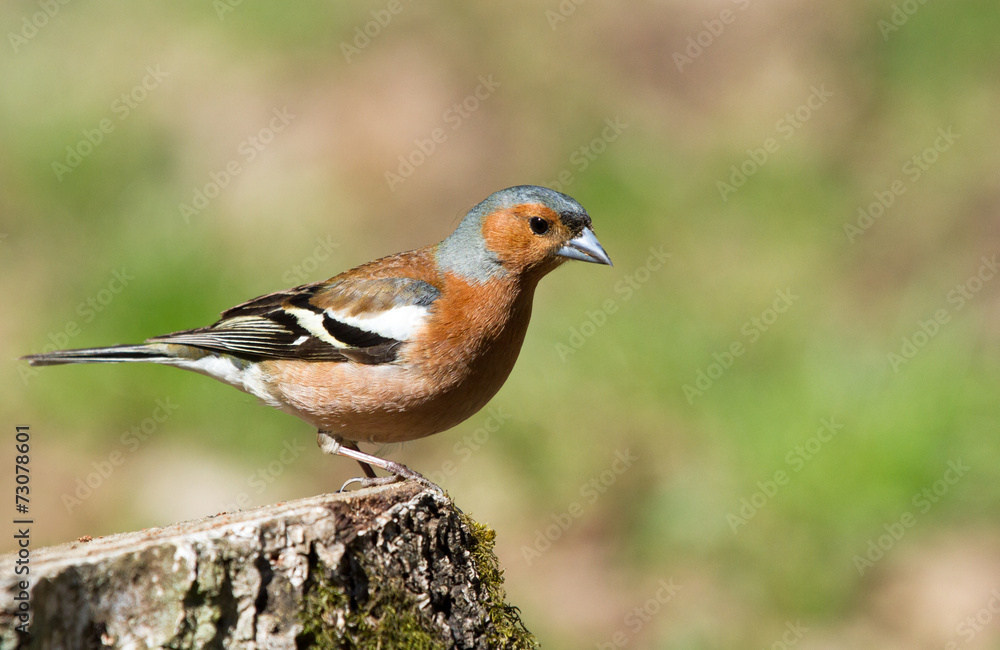 Common Chaffinch on stump Common Chaffinch on stump