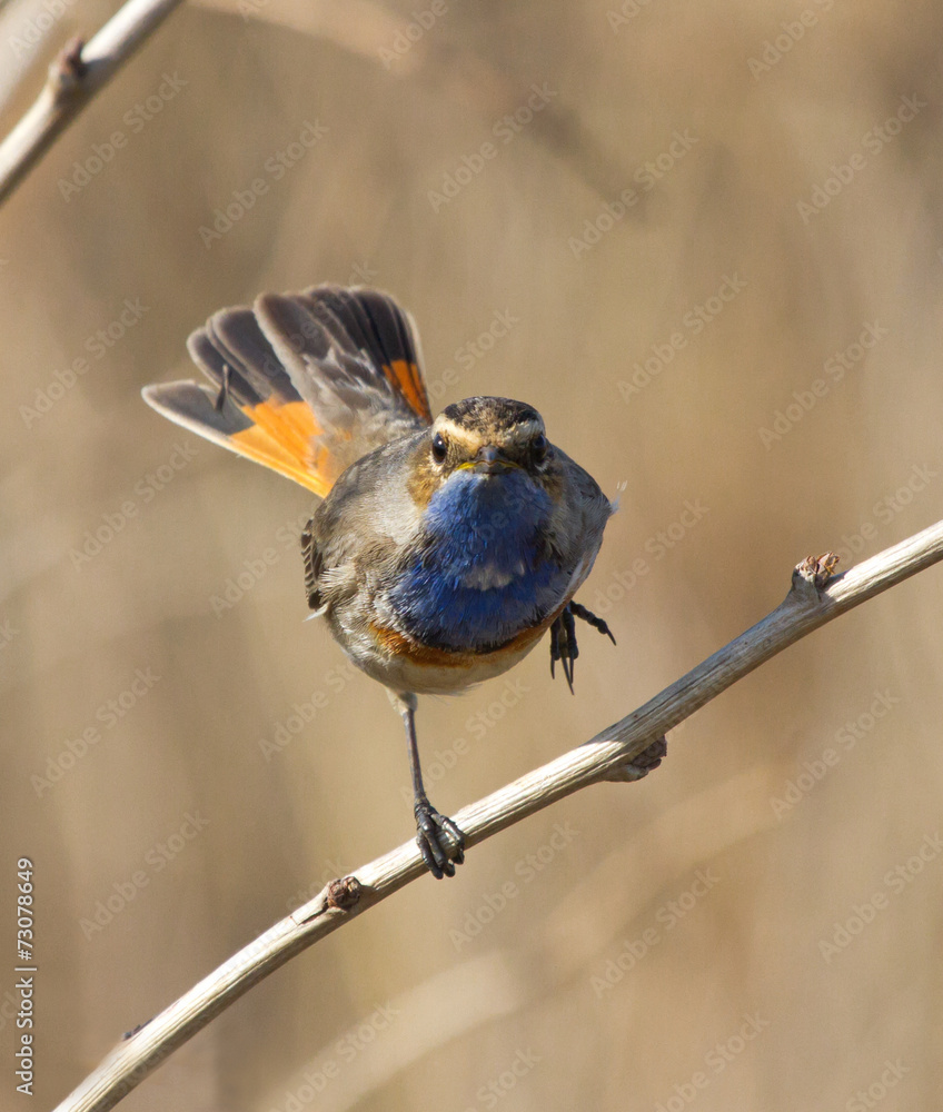 Obraz premium Bluethroat on branch 