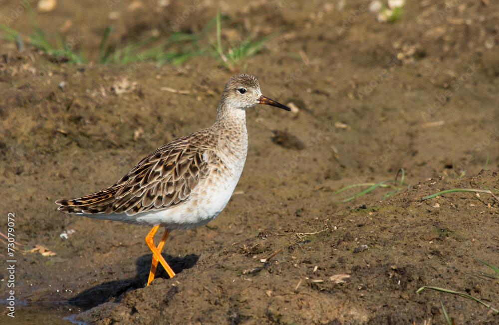 Ruff, female Ruff, female