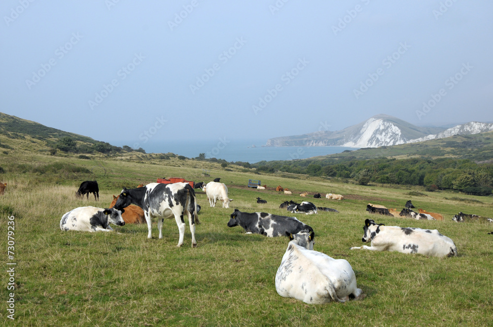 Cattle grazing above Dorset coast near Tyneham