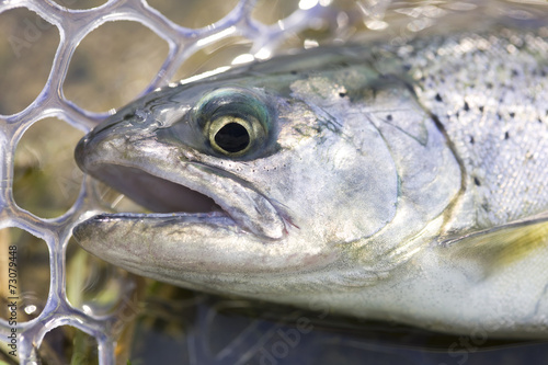 釣り上げられたサクラマス