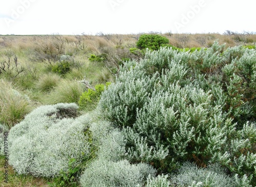 The vegetation around the Loch Ard Gorge in Australia
