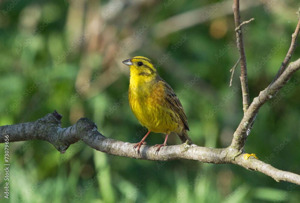 Yellowhammer on the branch Yellowhammer on the branch