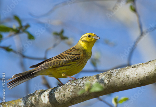 Yellowhammer on the branch