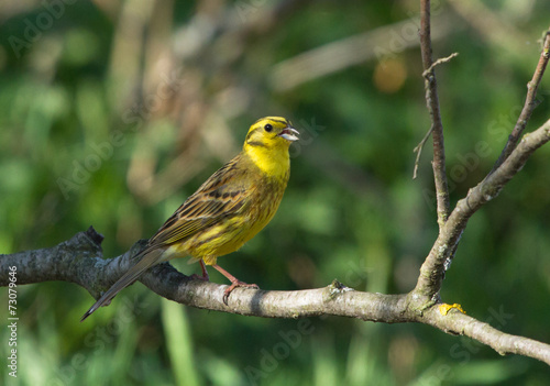 Yellowhammer on the branch 