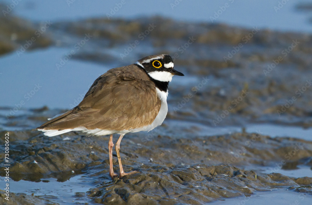 Little ringed plover Little ringed plover