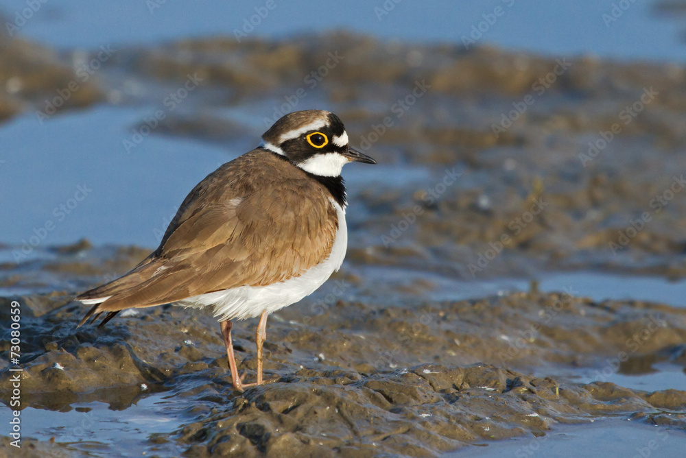 Little ringed plover 