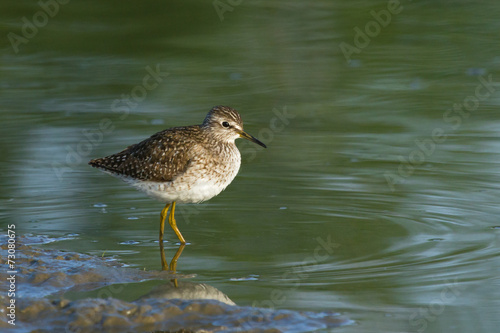 Wood sandpiper 