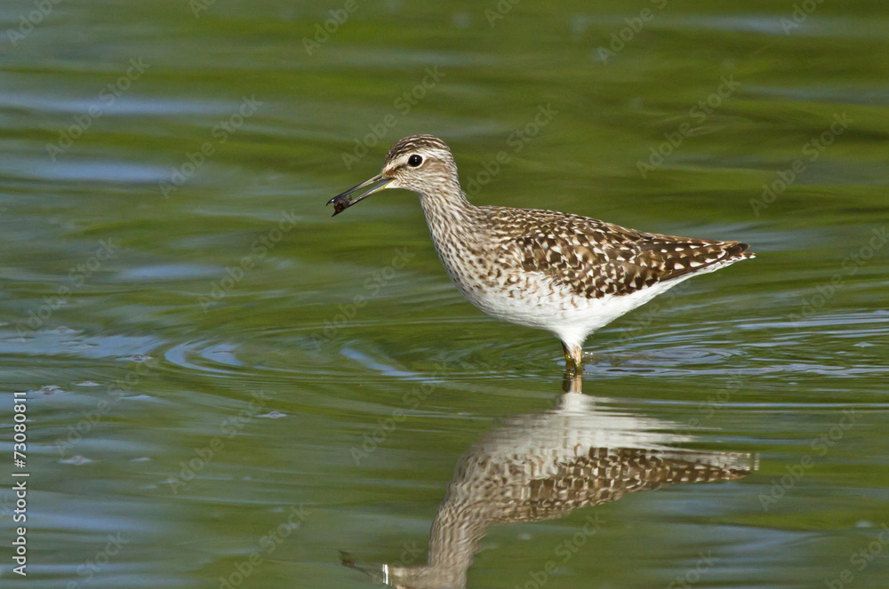 Wood sandpiper Wood sandpiper