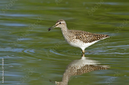 Wood sandpiper 